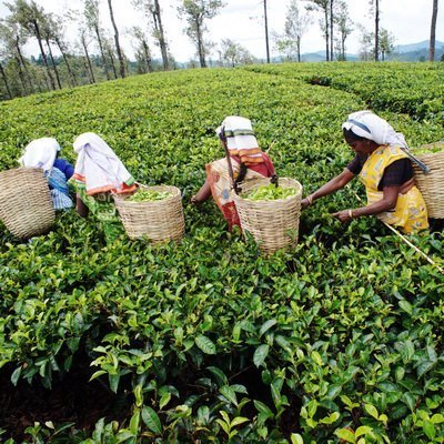 Basilur Classics Assorted Ceylon Tea Collection, 6-Pack