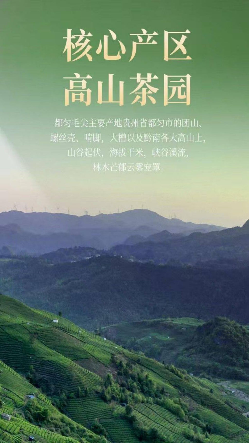 Chinese Black Loose Leaf Tea for Traditional Brewing