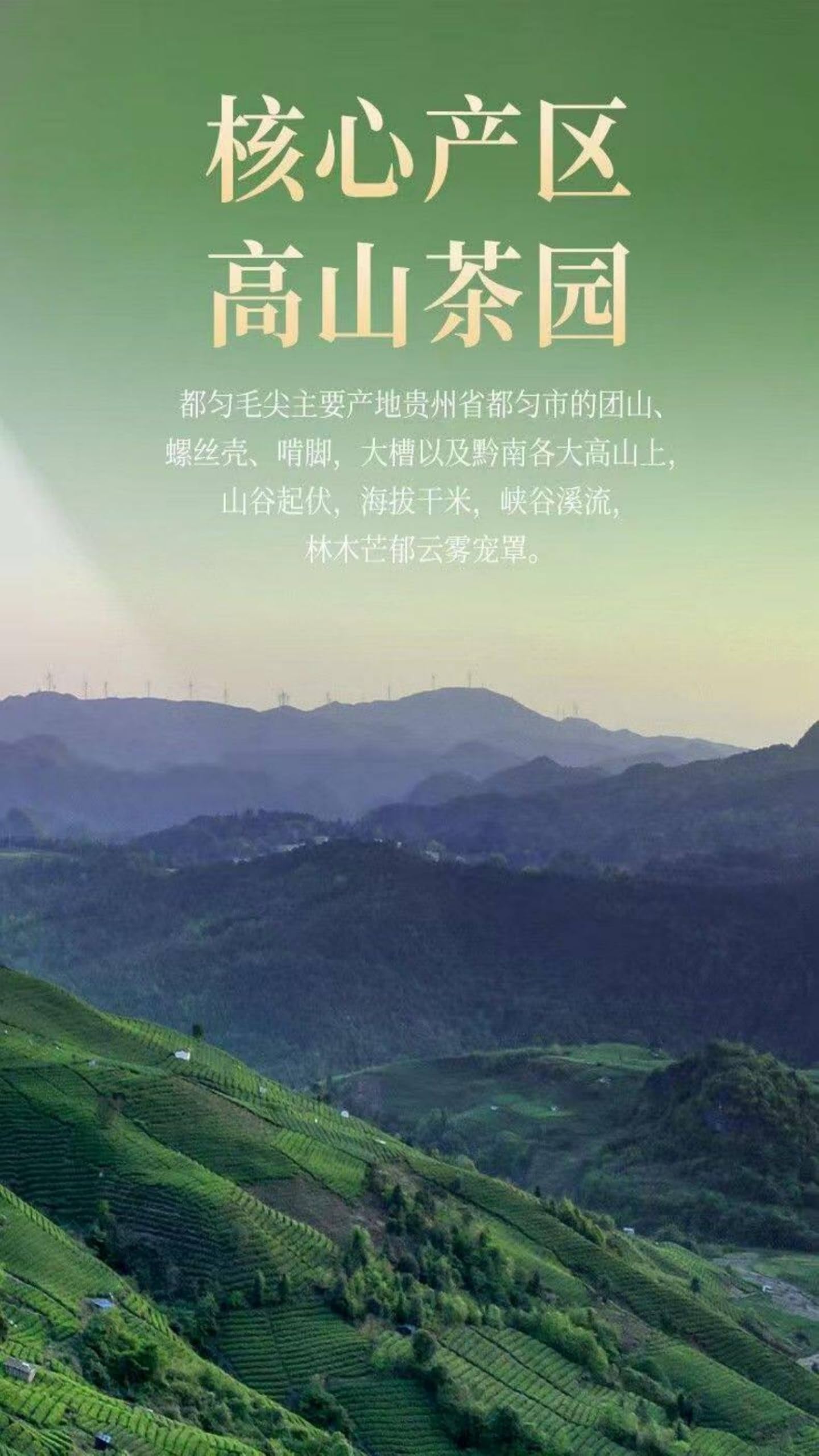 Chinese Black Loose Leaf Tea for Traditional Brewing